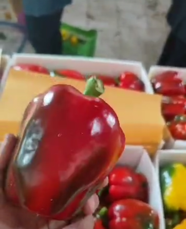 فلفل دلمه رنگی خرید